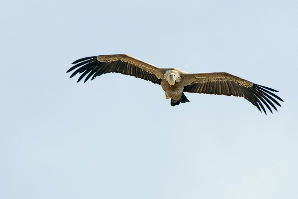 Grifone (Gyps fulvus)